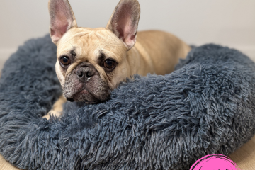 Chum Chum on a plush donut dog indoor dog bed