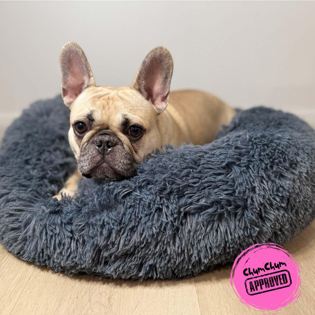 Chum Chum on a plush donut dog indoor dog bed