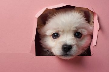 Cute dog on PawDrop Website